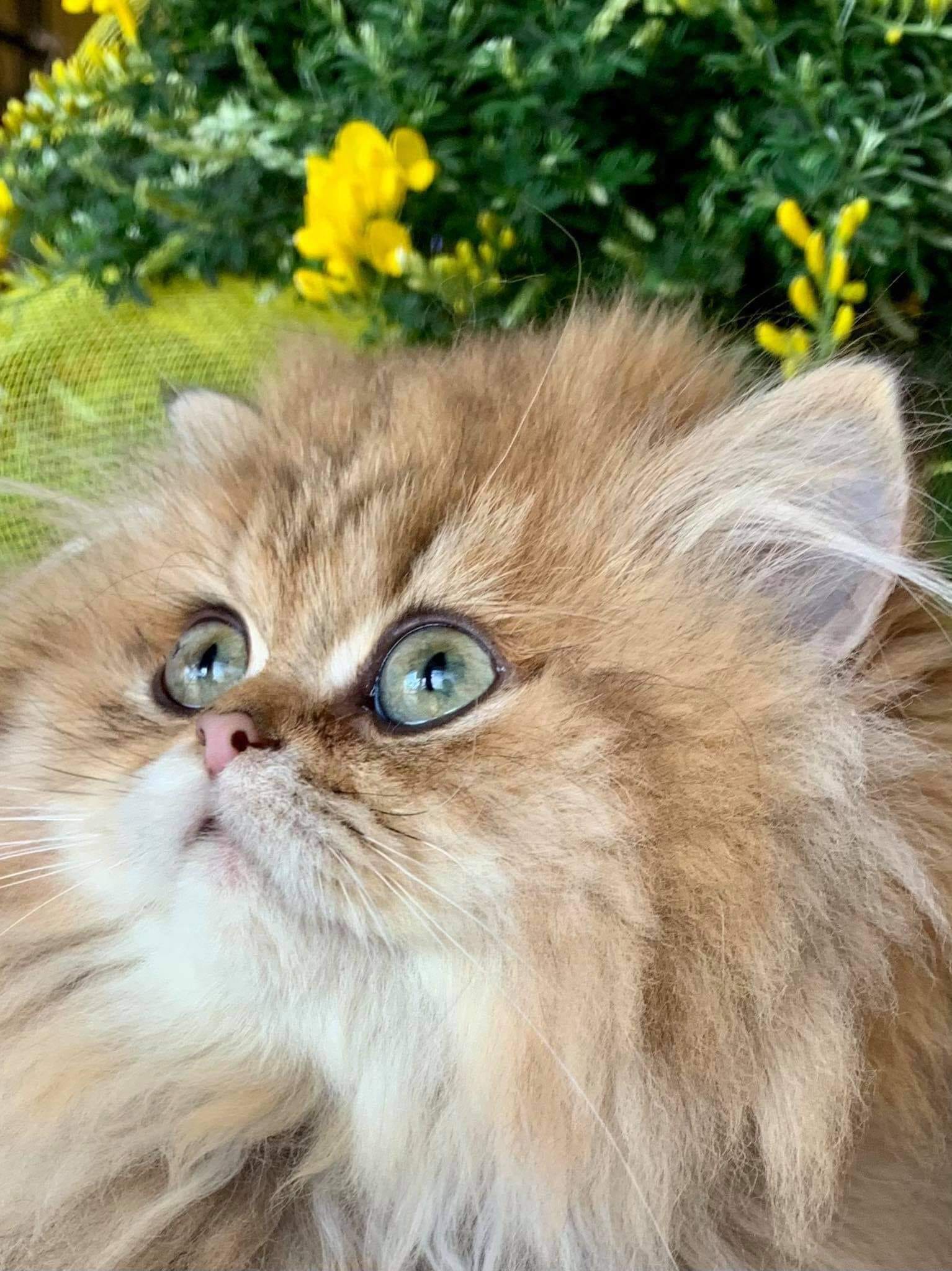 Cucciolo di British Longhair golden con occhi verdi