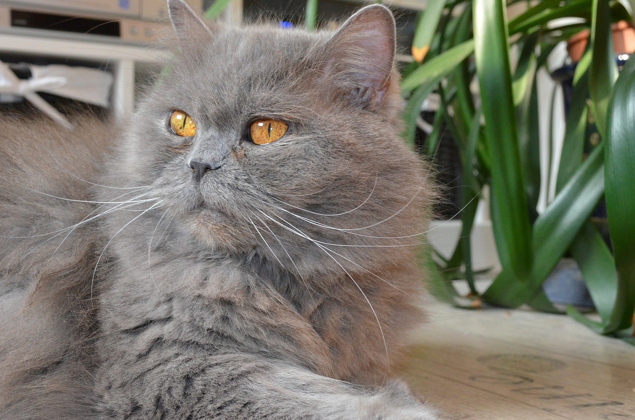 Gatto British Longhair grigio con occhi ambra