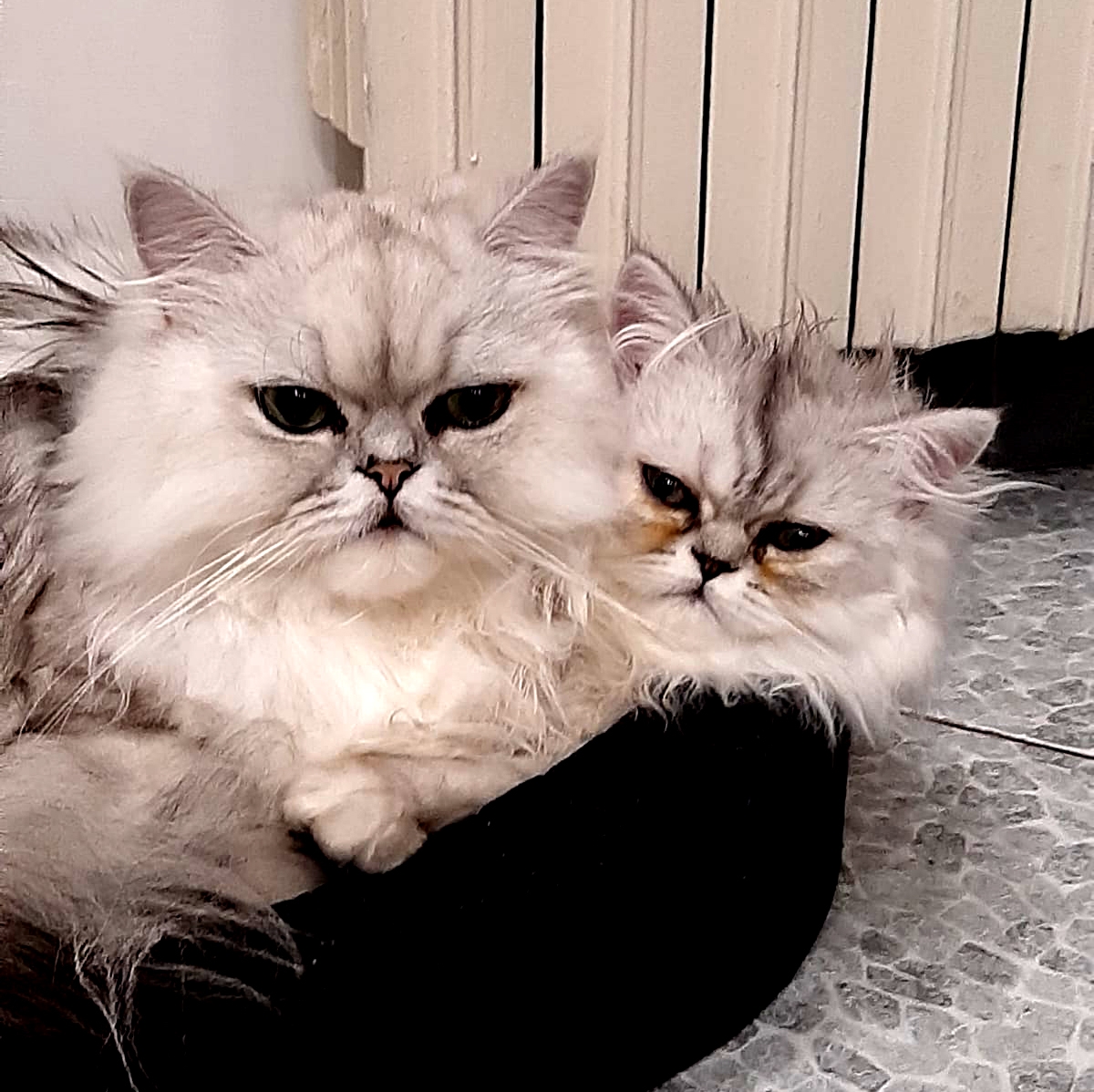 Due gatti Persiano Chinchillà