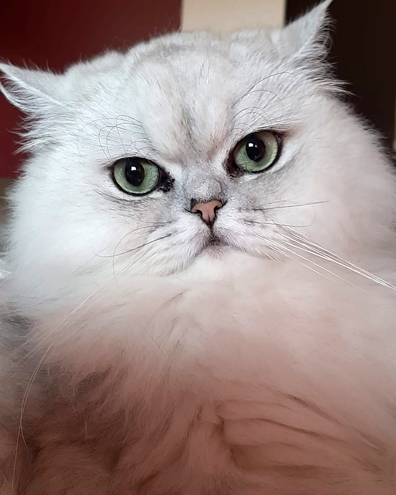 Persiano Chinchillà