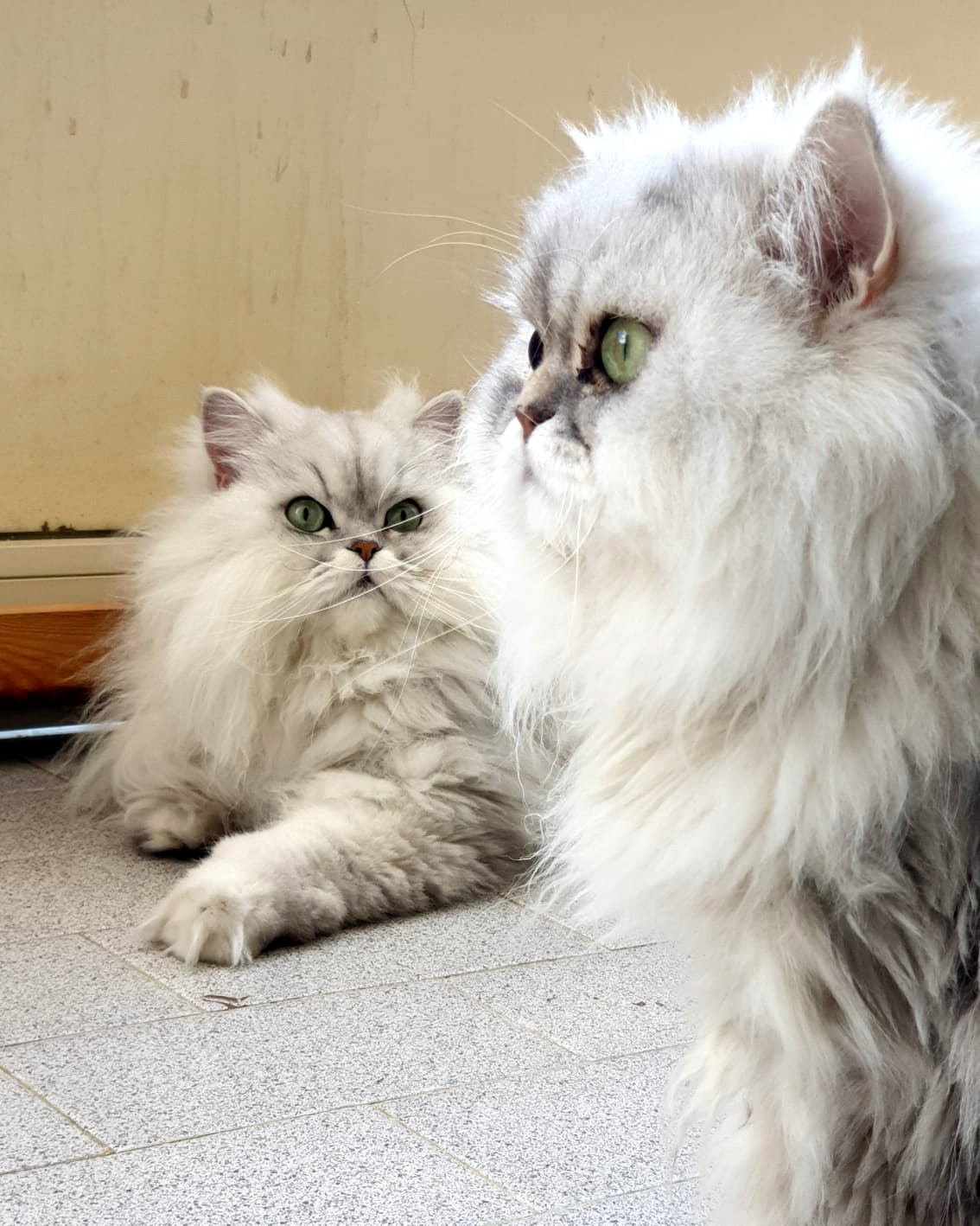 Persiano Chinchillà
