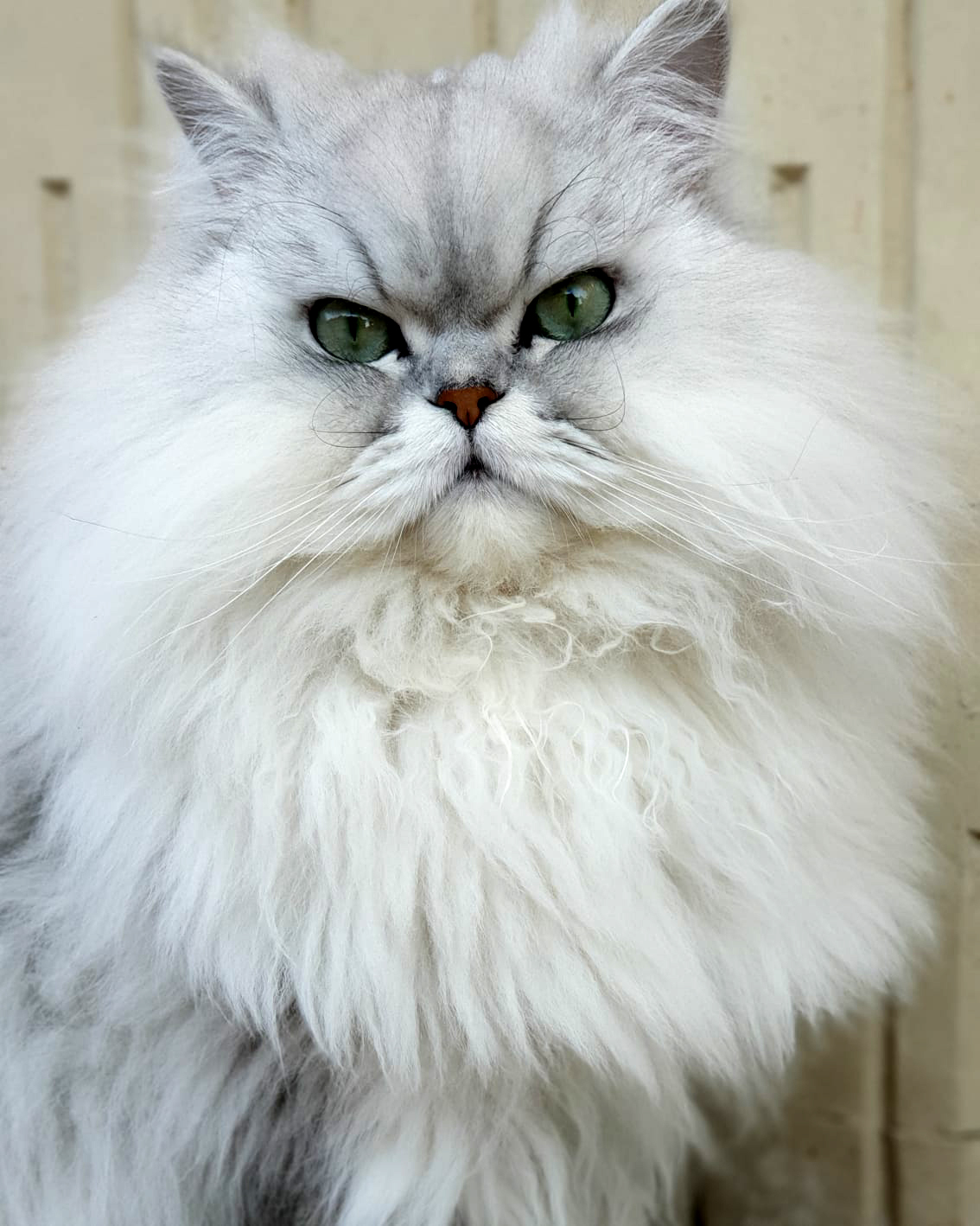Persiano Chinchillà