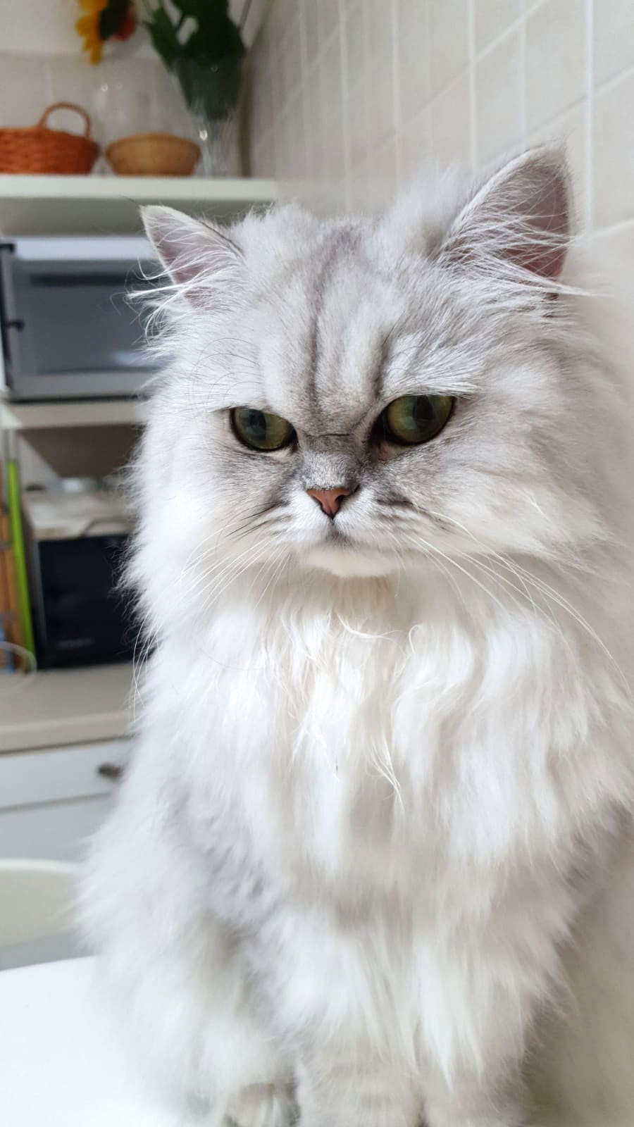 Persiano Chinchillà