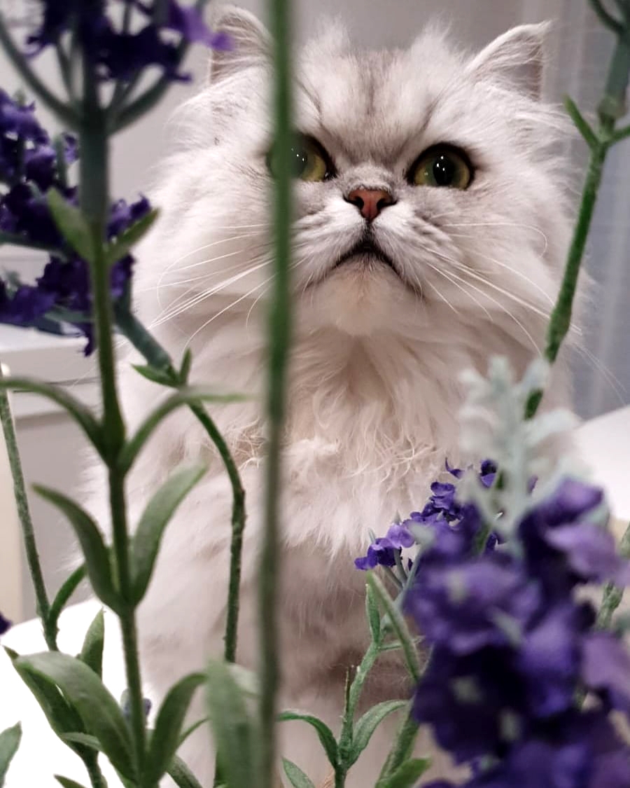 Persiano Chinchillà
