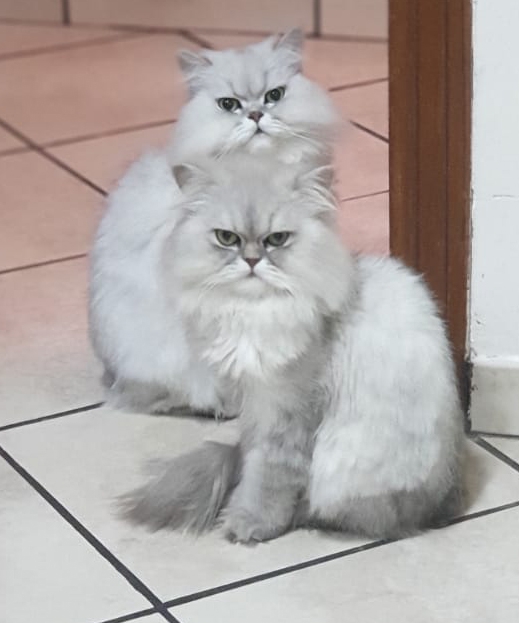 Persiano Chinchillà