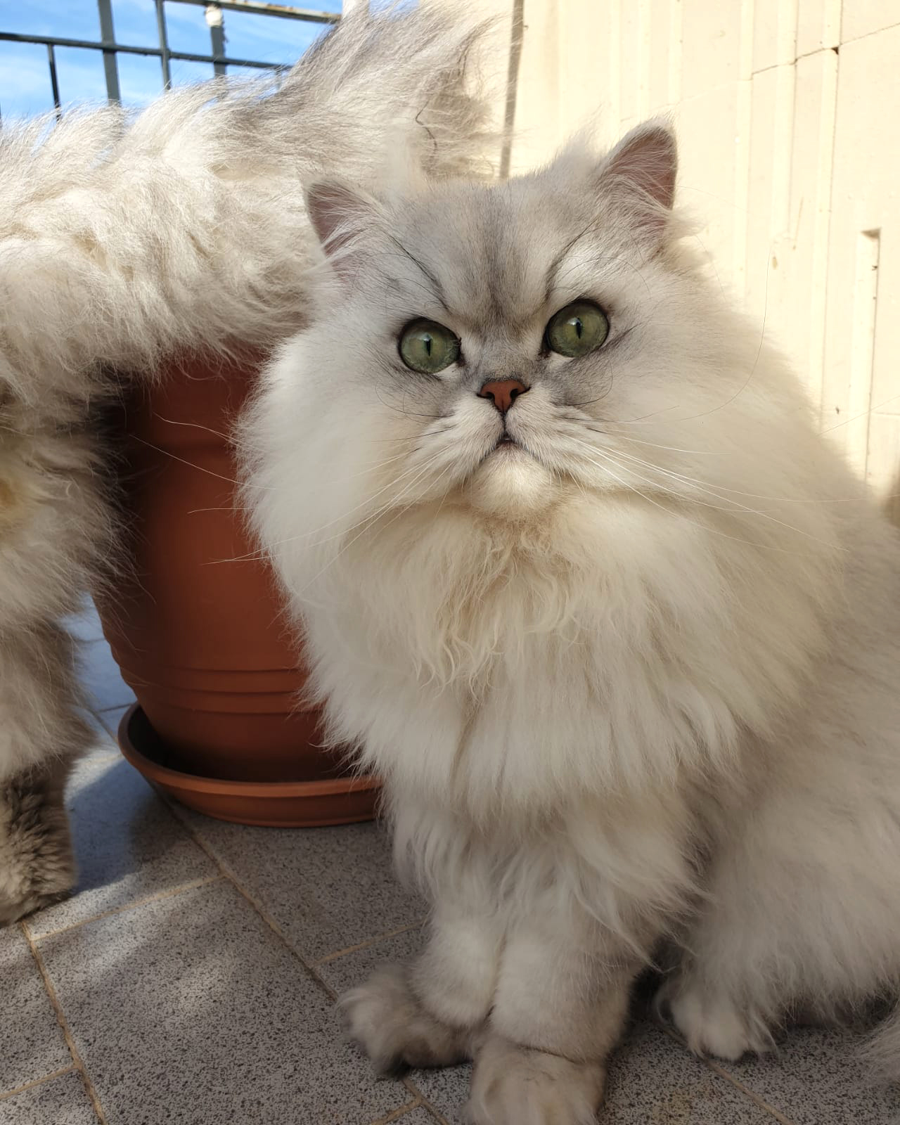 Gatto Persiano Chinchillà silver shaded