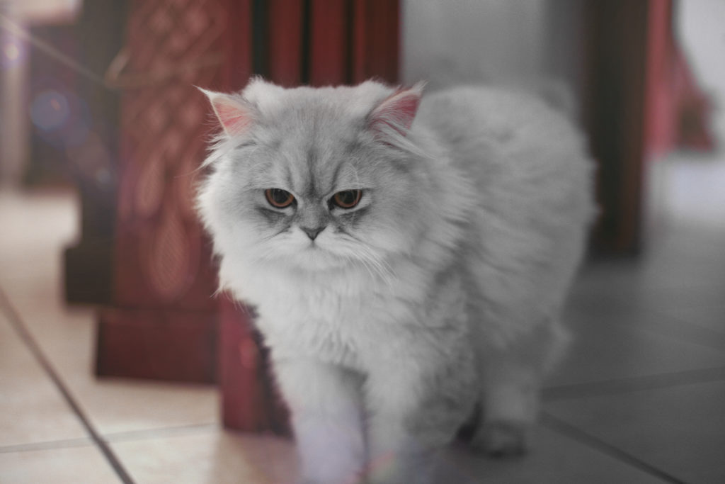 Pako, gatto riproduttore